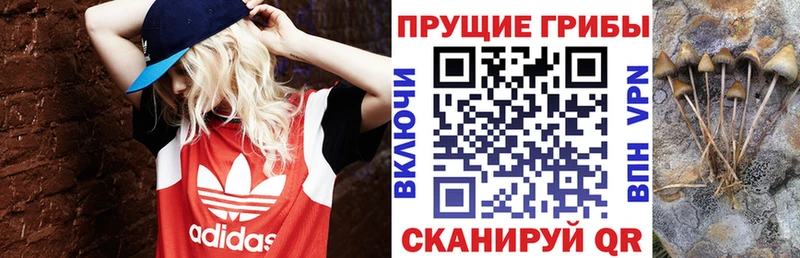 Галлюциногенные грибы Cubensis  что такое   Костерёво 